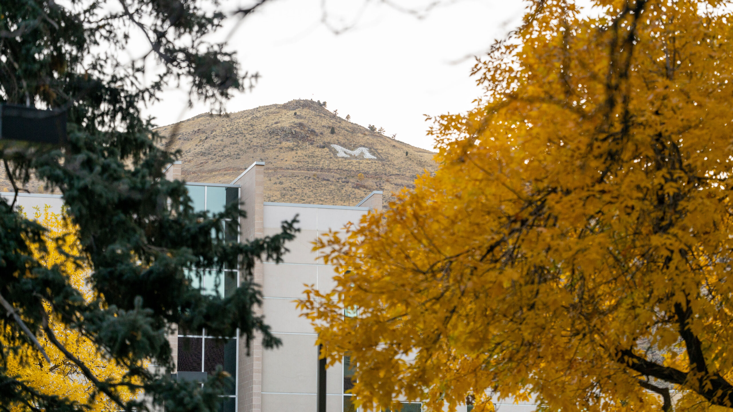 Zoomed in image with fall trees in the foreground and a Mines campus building and the Mt. Zion "M" in the background 