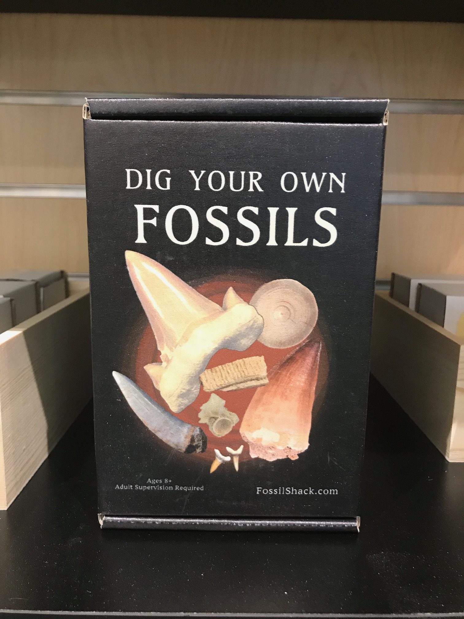 Dig Your Own Fossil Kit - Mines Museum of Earth Science