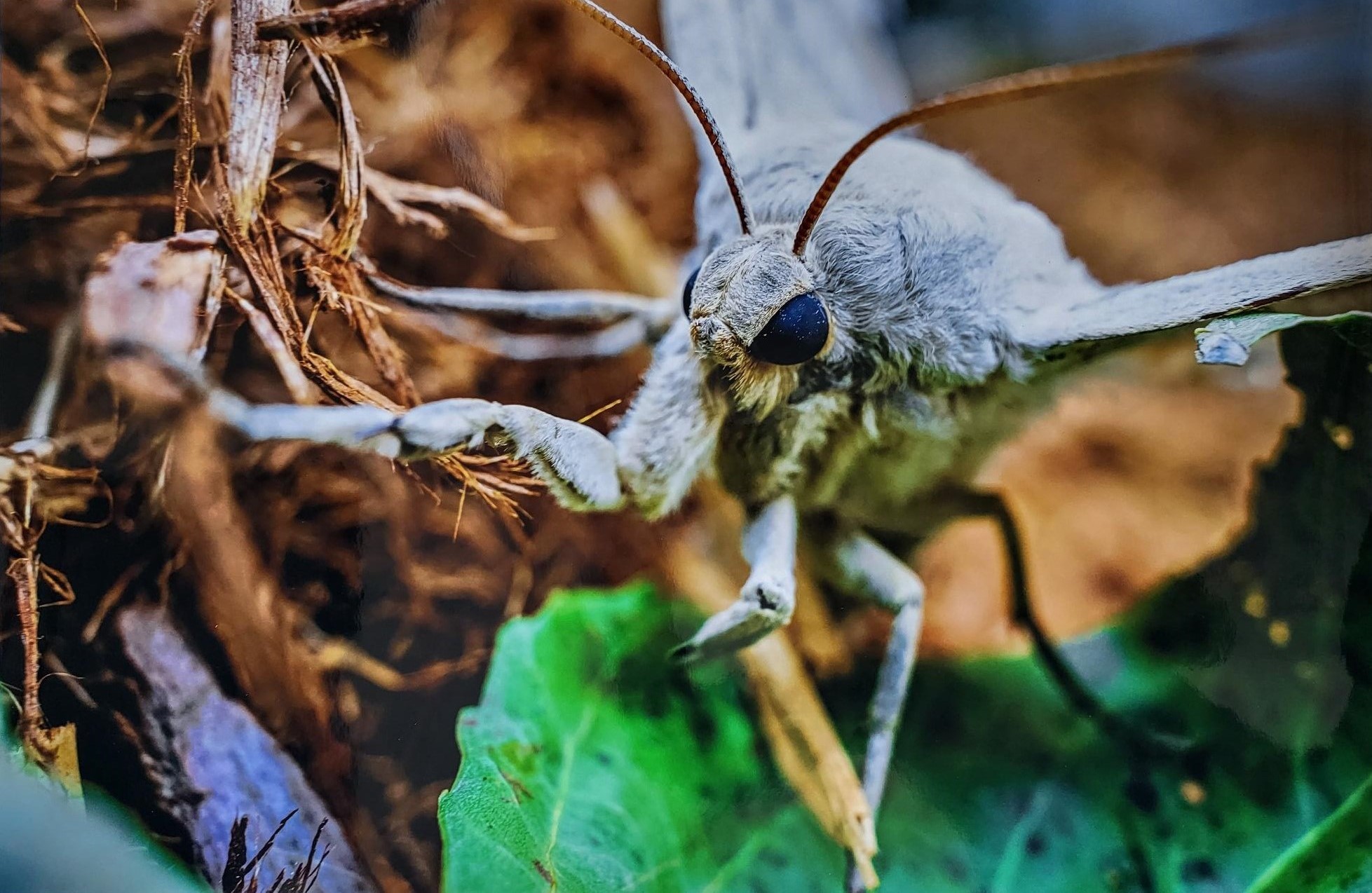 Color macro photograph of a moth in the forest titled 'Almost Heaven' by Spencer Walter