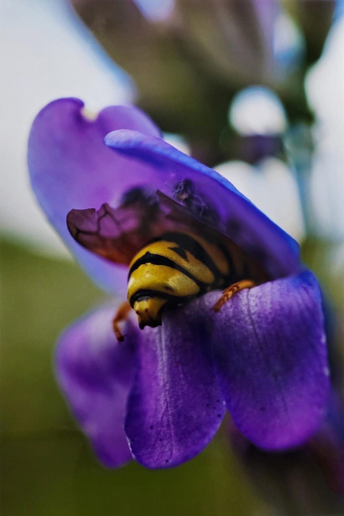 Color macro photo of a bee pollinating an Iris. Photograph taken by artist unknown