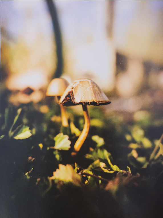 He's Just a Little Guy_mushroom photograph